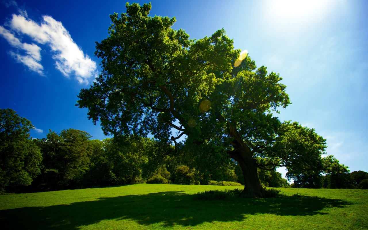 7 people whom Allah will shade, on the day when there is no shade